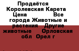 Продаётся!     Королевская Карета › Цена ­ 300 000 - Все города Животные и растения » Другие животные   . Орловская обл.,Орел г.